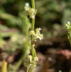 Pectocarya penicillata