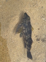 Chironemus marmoratus