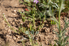 Pectocarya penicillata