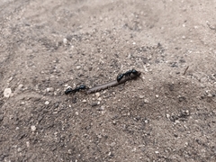 Plectroctena mandibularis