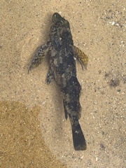 Chironemus marmoratus