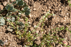 Pectocarya penicillata