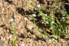 Pectocarya penicillata