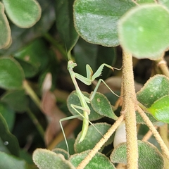 Pseudomantis albofimbriata