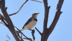 Epthianura albifrons