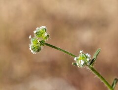 Cryptantha pterocarya