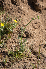 Cryptantha pterocarya