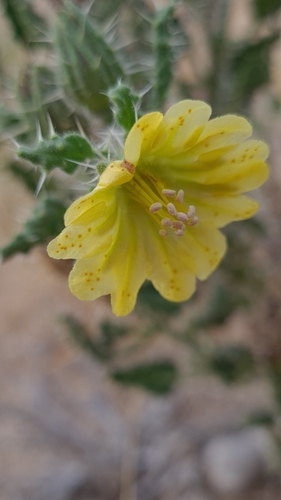 Codon schenckii (Codon schenckii)