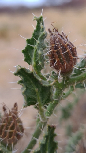 Image of Codon schenckii by (c) Petra Holland, some rights reserved (CC BY)