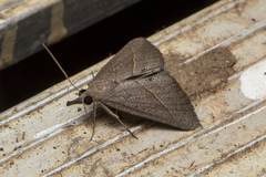 Uresiphita ornithopteralis