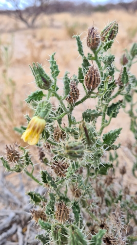 Image of Codon schenckii by (c) Petra Holland, some rights reserved (CC BY)