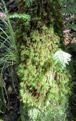 Cryptopodium bartramioides