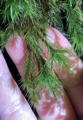 Cryptopodium bartramioides