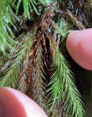 Cryptopodium bartramioides