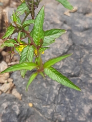 Ludwigia hyssopifolia