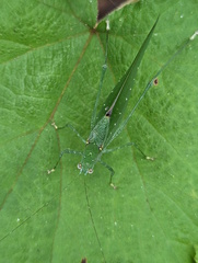 Austrosalomona destructor