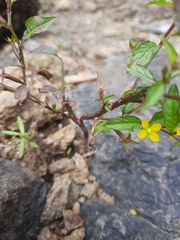 Ludwigia hyssopifolia