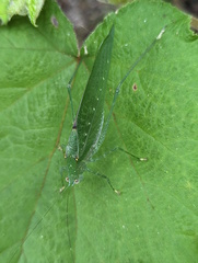 Austrosalomona destructor