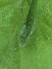 Austrosalomona destructor