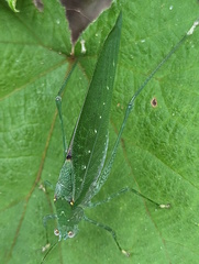 Austrosalomona destructor