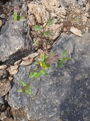 Ludwigia hyssopifolia