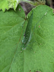 Austrosalomona destructor