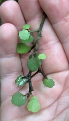 Melicytus micranthus