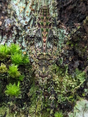 Phricta spinosa