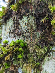 Phricta spinosa