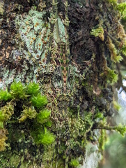 Phricta spinosa