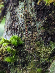 Phricta spinosa