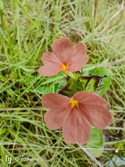Crossandra greenstockii