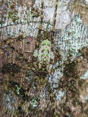 Phricta spinosa