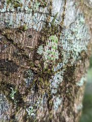 Phricta spinosa