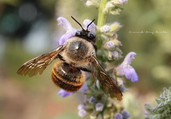 Xylocopa tabaniformis azteca