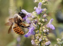 Xylocopa tabaniformis azteca