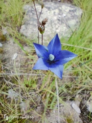 Wahlenbergia undulata