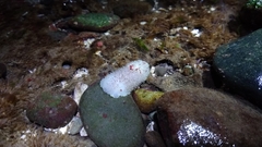 Acanthodoris nanaimoensis