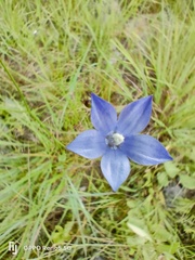 Wahlenbergia undulata