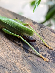 Austrosalomona destructor