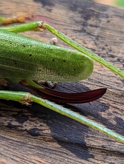 Austrosalomona destructor