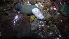 Acanthodoris nanaimoensis