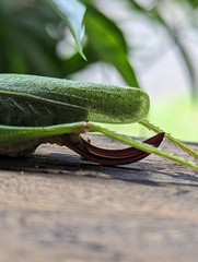 Austrosalomona destructor