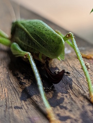 Austrosalomona destructor