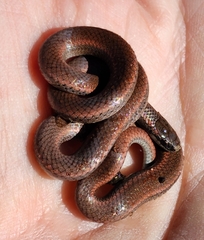 Contia tenuis