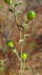 Hibiscus elliottiae image
