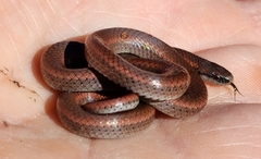 Contia tenuis