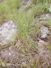 Wahlenbergia undulata