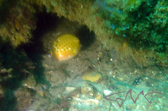 Anoplocapros inermis