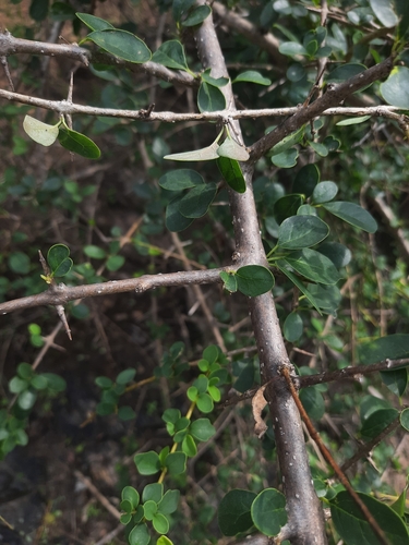 Image of Asian Bushbeech (Gmelina asiatica) by no rights reserved